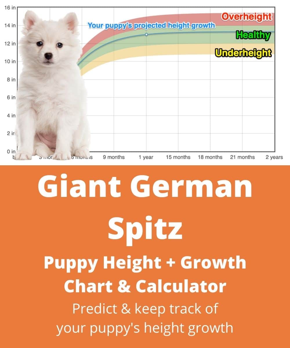 giant-german-spitz Puppy height Growth Chart giant-german-spitz Puppy height Growth Chart